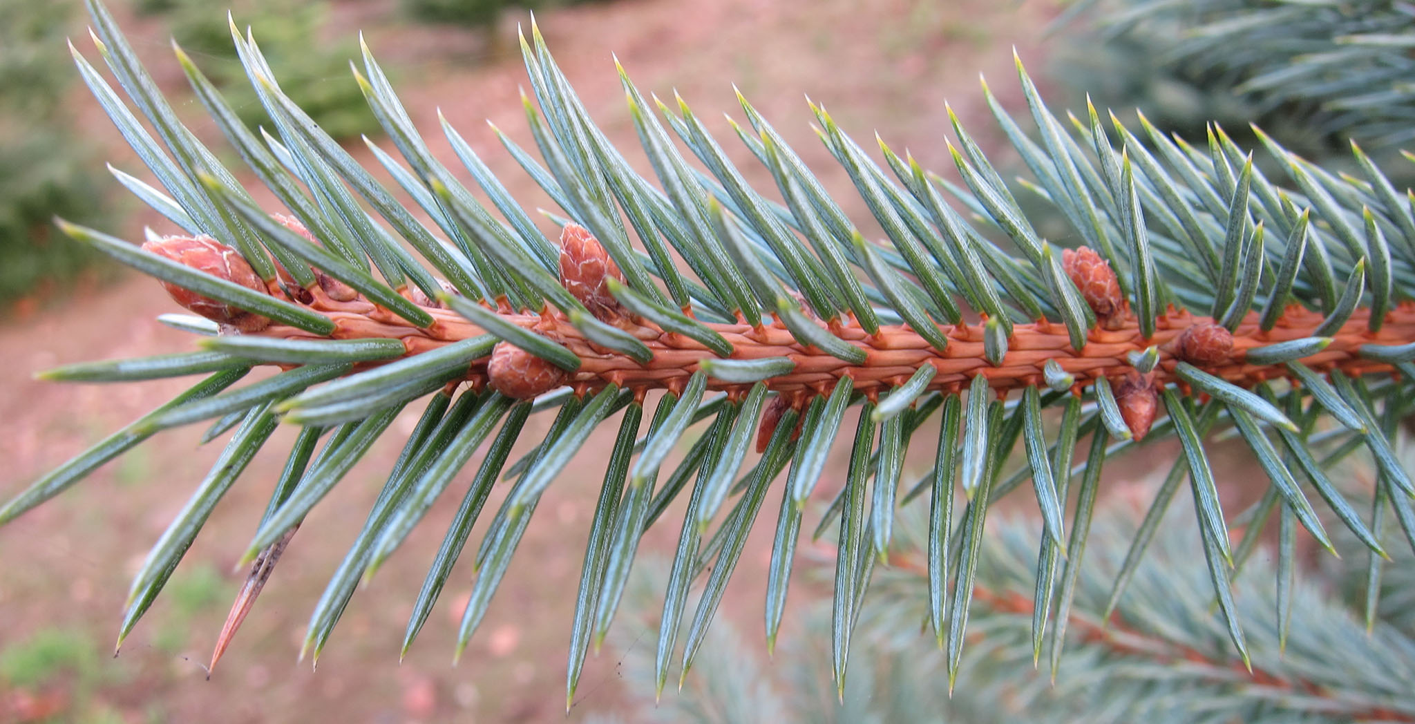 Blue Spruce Closeup
